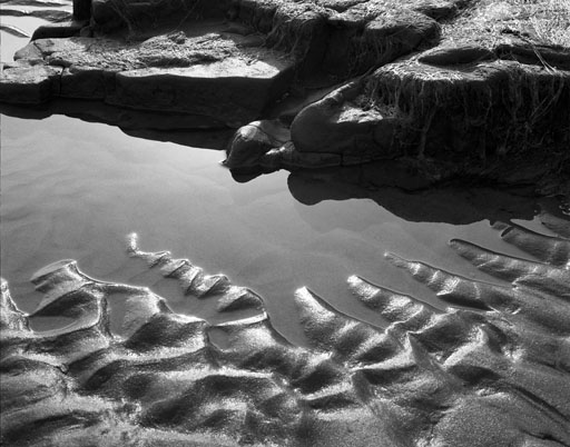 TIDE POOL