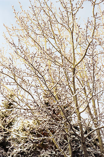 SNOWY POPLARS